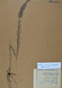 Вероника льнянколистная Pall. ex Link, Сибирь, Дальний Восток (S6) (Россия)