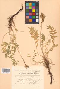 Oxytropis campestris subsp. rishiriensis (Matsum.) Toyok., Сибирь, Дальний Восток (S6) (Россия)