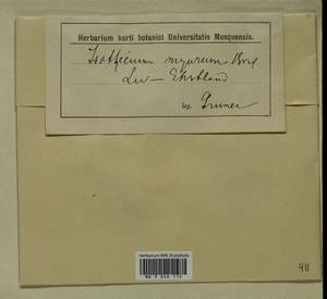 Isothecium alopecuroides (Lam. ex Dubois) Isov., Гербарий мохообразных, Мхи - Прибалтика (B1) (Неизвестно)