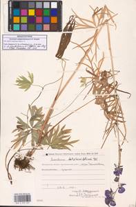 Борец железистый Rapaics, Сибирь, Чукотка и Камчатка (S7) (Россия)
