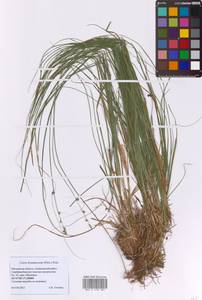 Осока буреющая, Осока буроватая (Pers.) Poir., Восточная Европа, Московская область и Москва (E4a) (Россия)