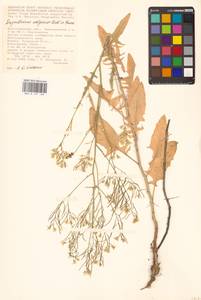 Гулявник волжский M.Bieb. ex E.Fourn., Восточная Европа (без точных пунктов) (E0)