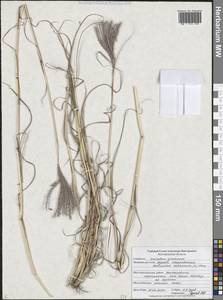 Бородач обыкновенный (L.) Keng, Восточная Европа, Центральный лесостепной район (E6) (Россия)