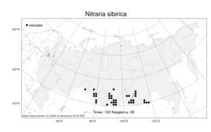 Nitraria sibirica, Селитрянка сибирская (DC.) Pall., Атлас флоры России (FLORUS) (Россия)