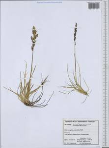 Deschampsia cespitosa subsp. septentrionalis Chiapella, Сибирь, Центральная Сибирь (S3) (Россия)