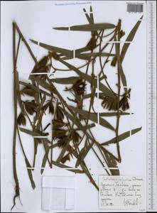 Crotalaria calycina Schrank, Африка (AFR) (Эфиопия)