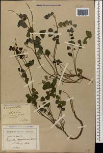 Coronilla orientalis Mill., Кавказ, Грузия (K4) (Грузия)