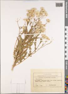 Clematis asplenifolia Schrenk ex Fisch. & C. A. Mey., Средняя Азия и Казахстан, Северный и Центральный Тянь-Шань (M4) (Киргизия)