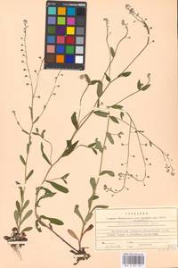 Незабудка полевая (L.) Hill, Восточная Европа, Московская область и Москва (E4a) (Россия)