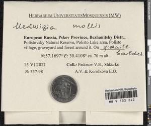 Hedwigia mollis Ignatova, Ignatov & Fedosov, Гербарий мохообразных, Мхи - Новгородская и Псковская области (B5) (Россия)