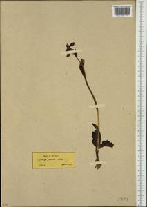 Ophrys fusca Link, Западная Европа (EUR) (Греция)