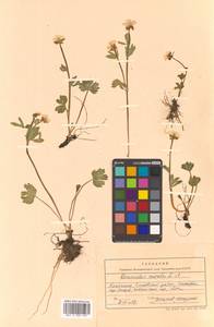 Ranunculus sulphureus subsp. sulphureus, Сибирь, Чукотка и Камчатка (S7) (Россия)