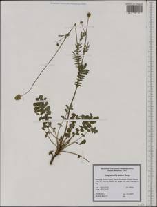 Poterium sanguisorba subsp. sanguisorba, Западная Европа (EUR) (Румыния)