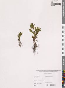 Крестовник обыкновенный L., Сибирь, Чукотка и Камчатка (S7) (Россия)