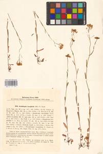 Резуховидка стрелолистная (M.Bieb.) Al-Shehbaz, O'Kane & R.A.Price, Восточная Европа, Центральный лесостепной район (E6) (Россия)