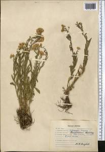 Heteropappus altaicus var. canescens (Nees) Serg., Средняя Азия и Казахстан, Западный Тянь-Шань и Каратау (M3) (Казахстан)