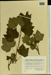 Ribes spicatum subsp. hispidulum (Jancz.) L. Hämet-Ahti, Восточная Европа, Восточный район (E10) (Россия)