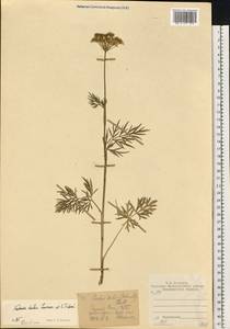 Кадения сомнительная (Schkuhr) Lavrova & V.N.Tikhom., Восточная Европа, Центральный район (E4) (Россия)