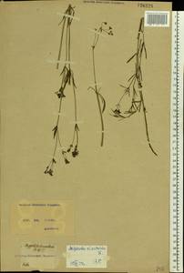 Cynanchica tinctoria (L.) Fourr., Восточная Европа, Северо-Украинский район (E11) (Украина)