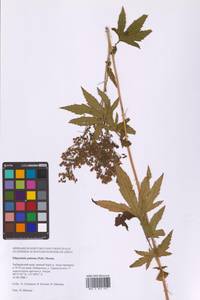 Filipendula digitata (Willd.) Bergmans, Сибирь, Дальний Восток (S6) (Россия)