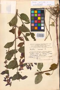 MHA 0 158 194, Mentha × verticillata L., Восточная Европа, Литва (E2a) (Литва)