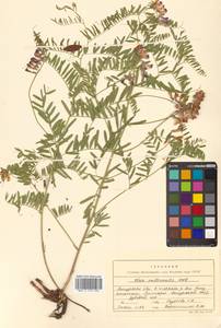 Горошек многостебельный Ledeb., Сибирь, Дальний Восток (S6) (Россия)