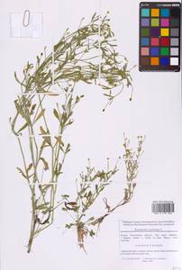 Лютик ядовитый L., Восточная Европа, Московская область и Москва (E4a) (Россия)