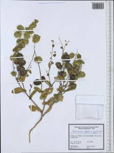 Sameraria stylophora (Jaub. & Spach) Boiss., Зарубежная Азия (ASIA) (Турция)