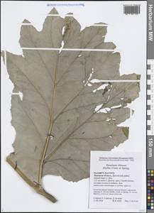 Heracleum villosum (Hoffm.) Fisch. ex Spreng., Восточная Европа, Центральный лесостепной район (E6) (Россия)