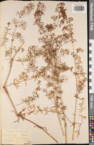 Подмаренник мягкий L., Восточная Европа, Центральный район (E4) (Россия)