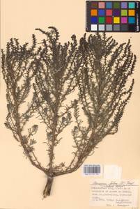 Soda foliosa (L.) Akhani, Восточная Европа, Нижневолжский район (E9) (Россия)