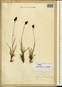 Carex aterrima subsp. medwedewii (Leskov) T.V.Egorova, Кавказ, Армения (K5) (Армения)