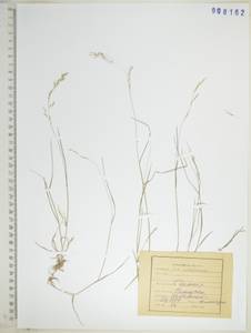 KHA8162, Мятлик разноцветный Besser, Сибирь, Дальний Восток (S6) (Россия)