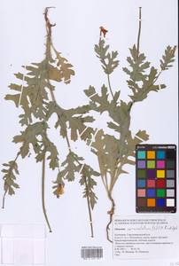 Мачок рогатый (L.) Rudolph, Восточная Европа, Нижневолжский район (E9) (Россия)