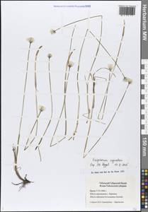 Пушица влагалищная L., Сибирь, Западная Сибирь (S1) (Россия)