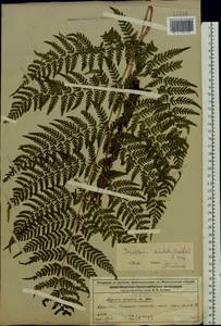Dryopteris dilatata subsp. dilatata, Восточная Европа, Волжско-Камский район (E7) (Россия)