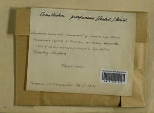 Ceratodon purpureus (Hedw.) Brid., Гербарий мохообразных, Мхи - Архангельская и Вологодская области, Коми, Ненецкий АО (B7) (Россия)