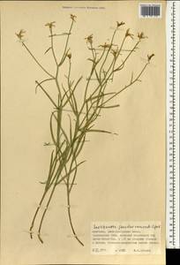 Takhtajaniantha pseudodivaricata (Lipsch.) Zaika, Sukhor. & N. Kilian, Монголия (MONG) (Монголия)