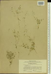 Hypertelis cerviana (L.) Thulin, Восточная Европа, Северо-Украинский район (E11) (Украина)
