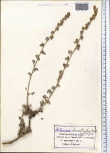 Seriphidium leucotrichum (Krasch. ex Ladyg.) Bremer & Humphries ex Y.R. Ling, Средняя Азия и Казахстан, Памир и Памиро-Алай (M2) (Таджикистан)