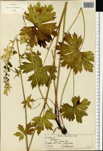 Aconitum lycoctonum subsp. lasiostomum (Rchb.) Warncke, Восточная Европа, Московская область и Москва (E4a) (Россия)