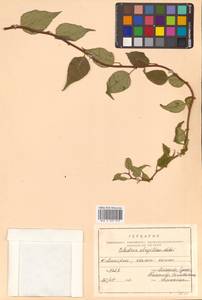 Древогубец круглолистный Thunb., Сибирь, Дальний Восток (S6) (Россия)