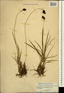 Carex aterrima subsp. medwedewii (Leskov) T.V.Egorova, Кавказ, Армения (K5) (Армения)