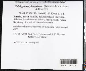 Calohypnum plumiforme (Wilson) Jan Kučera & Ignatov, Гербарий мохообразных, Мхи - Дальний Восток (без Чукотки и Камчатки) (B20) (Россия)