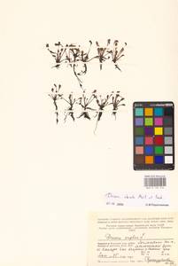 Drosera × obovata Mert. & W.D.J.Koch, Восточная Европа, Северный район (E1) (Россия)