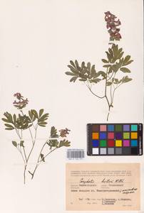 Хохлатка плотная (L.) Clairv., Восточная Европа, Нижневолжский район (E9) (Россия)