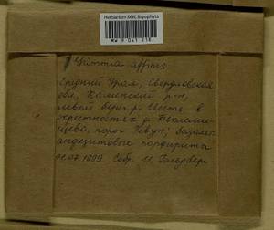 Grimmia longirostris Hook., Гербарий мохообразных, Мхи - Пермский край, Удмуртия, Свердловская и Кировская области (B8) (Россия)
