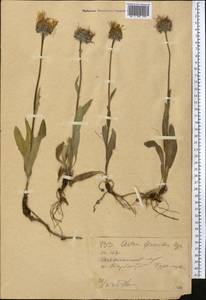 Tibetiodes flaccida (Bunge) G. L. Nesom, Средняя Азия и Казахстан, Джунгарский Алатау и Тарбагатай (M5) (Казахстан)