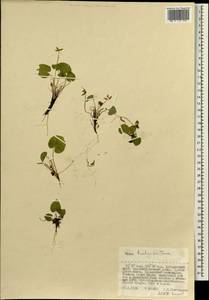 Viola epipsila subsp. repens (Turcz.) W. Becker, Сибирь, Дальний Восток (S6) (Россия)