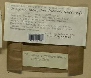 Psilopilum laevigatum (Wahlenb.) Lindb., Гербарий мохообразных, Мхи - Красноярский край, Тыва и Хакасия (B17) (Россия)